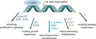 Emerging functions of C/EBPβ in breast cancer